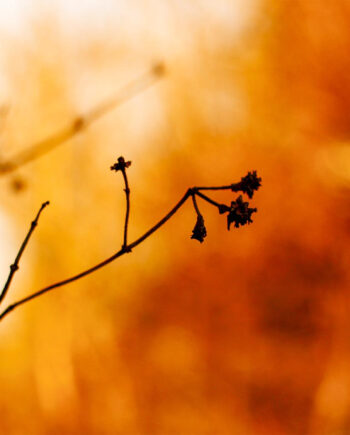 Golden Branches Af Rasmus Gundorff Sæderup