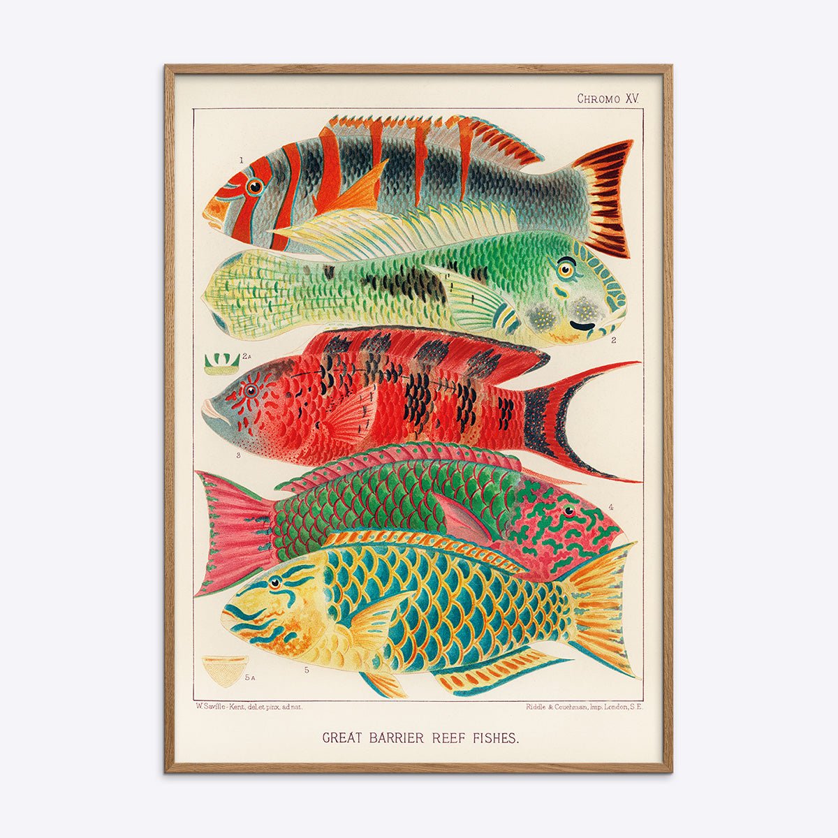 Great Barrier Reef Fishes