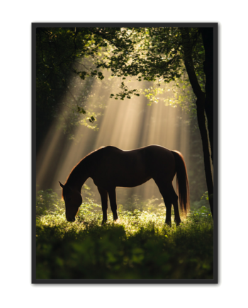 Hest Plakat 13 Solstråler   Skovens Stilhed