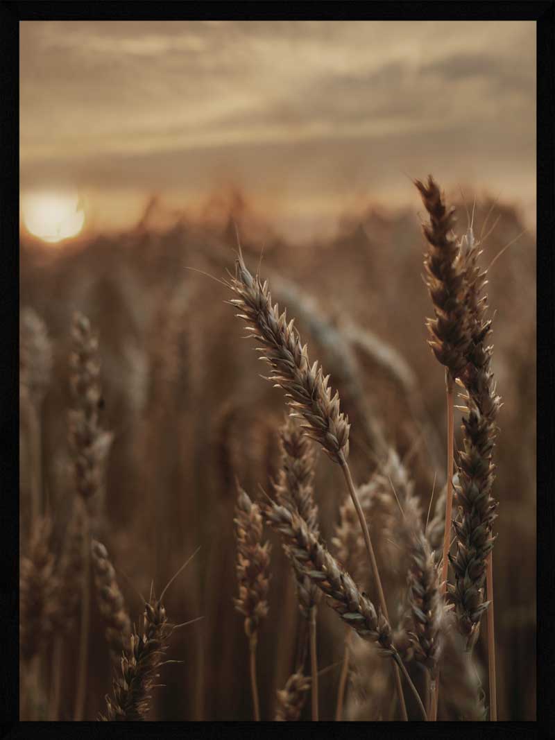 Hvede Aftensol Plakat