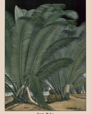 Ivory Palm Af Vintage Vista Designs