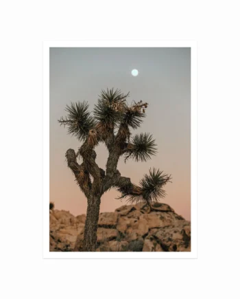 Joshua Tree