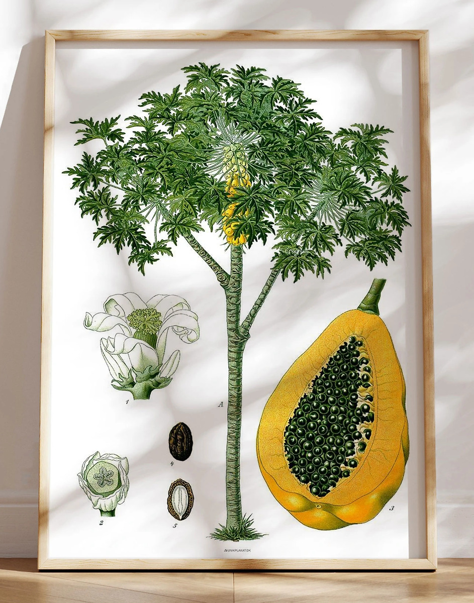 Köhlers Medizinal Pflanzen Carica Papaya Retroplakat Med Papaya