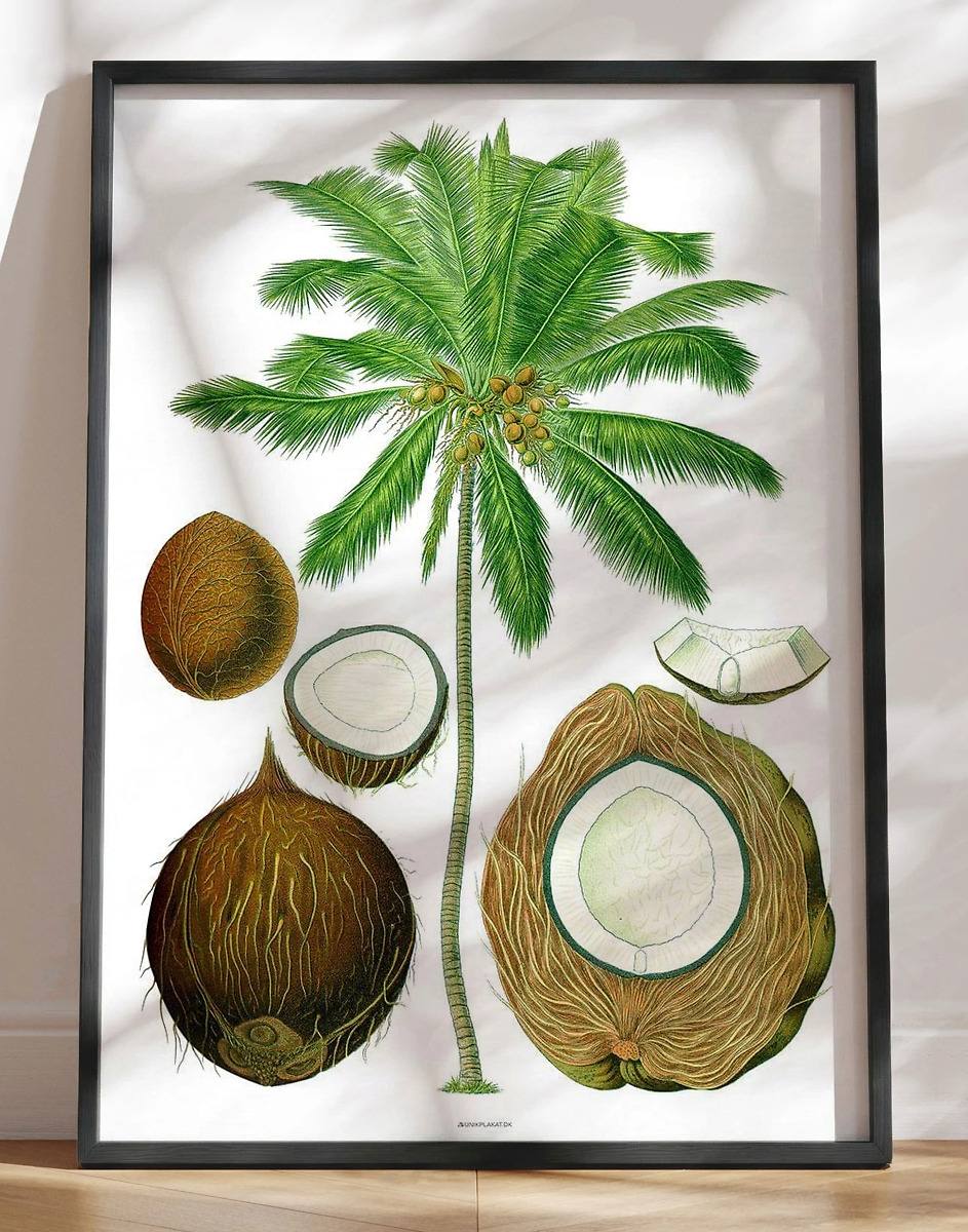Köhlers Medizinal Pflanzen Cocos Nucifera Genoptryk Af Retromotiv Med Palme