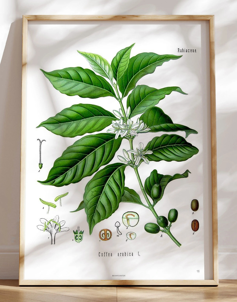 Köhlers Medizinal Pflanzen Coffea Arabica Antik Plakat Med Kaffeplante