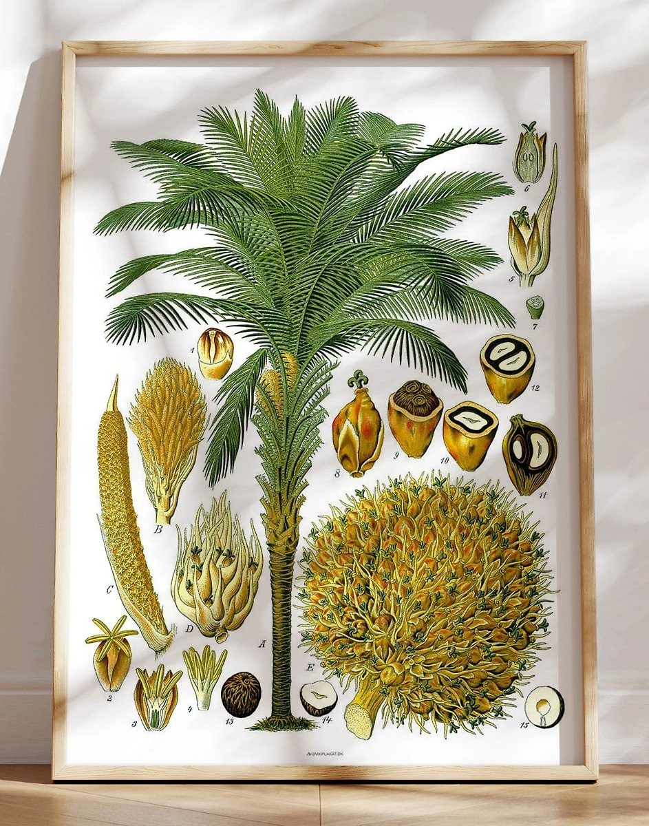 Köhlers Medizinal Pflanzen Elaeis Guineensis Antik Plakat Med Palme
