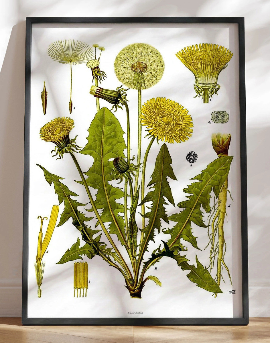 Köhlers Medizinal Pflanzen Taraxacum Officinale Retroplakat Med Mælkebøtte
