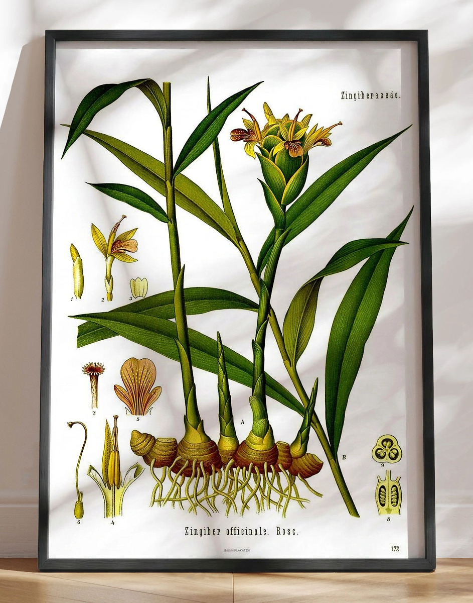 Köhlers Medizinal Pflanzen Zingiber Officinale Plakat Med Retromotiv Af Ingefær