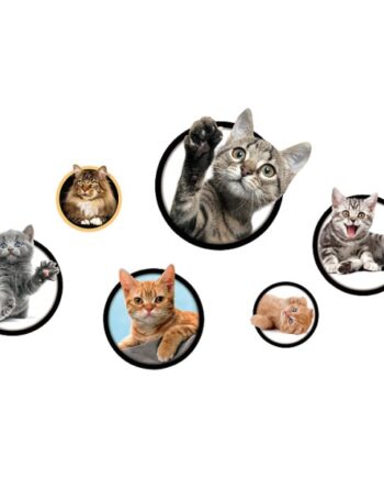 Katte Wallsticker    Søde Kattekillinger