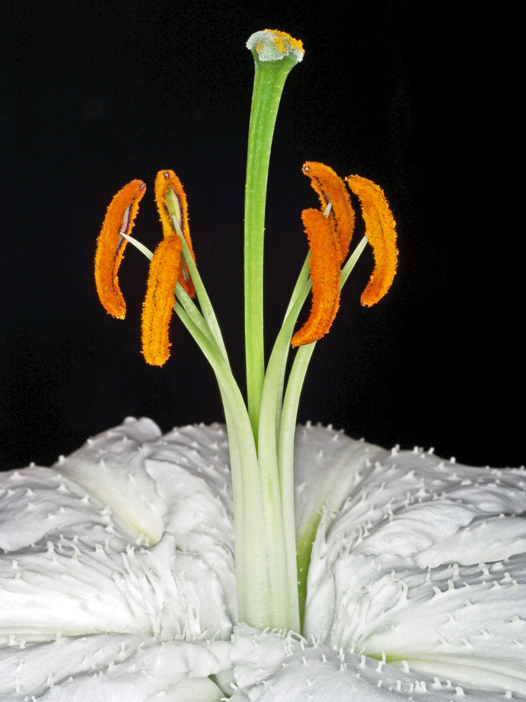Lilium   Af Pauline Snoeijs