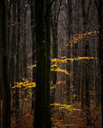 Lost In The Forest Af Klint Fotografi