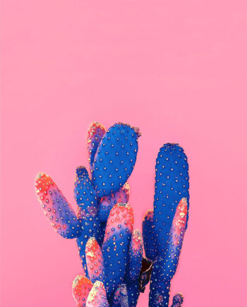 Love Pink Kaktus Af Plakatwerket