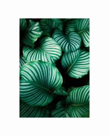Lush Plants