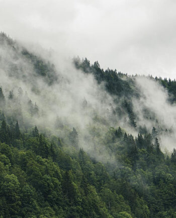 Mysterious Forest Fog   Af Rasmus Gundorff Sæderup