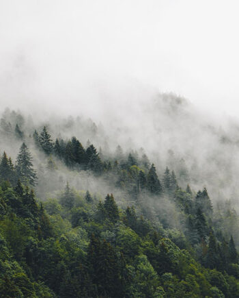 Mysterious Forest Fog Ii Af Rasmus Gundorff Sæderup