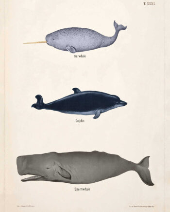 Narhval  Delfin  Kaskelot   Xxxi Theod  Breidwiser    Gerasch 1889 Af Vintage Vista Designs