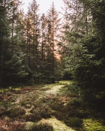 Nationalpark Thy Ii Af Torben Hedegaard