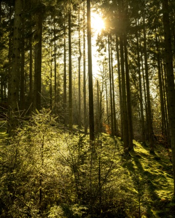 Natur14 Af Preben Stentoft