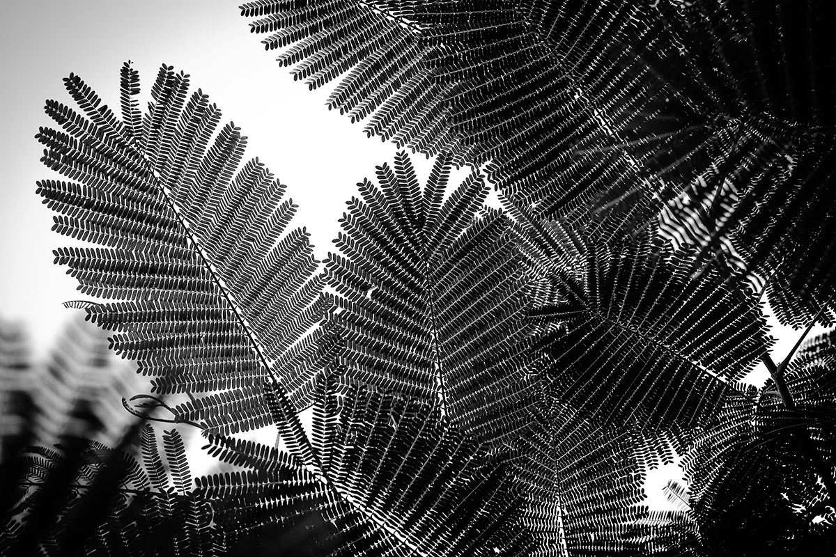 Natural Geometries Af Tal Paz-fridman
