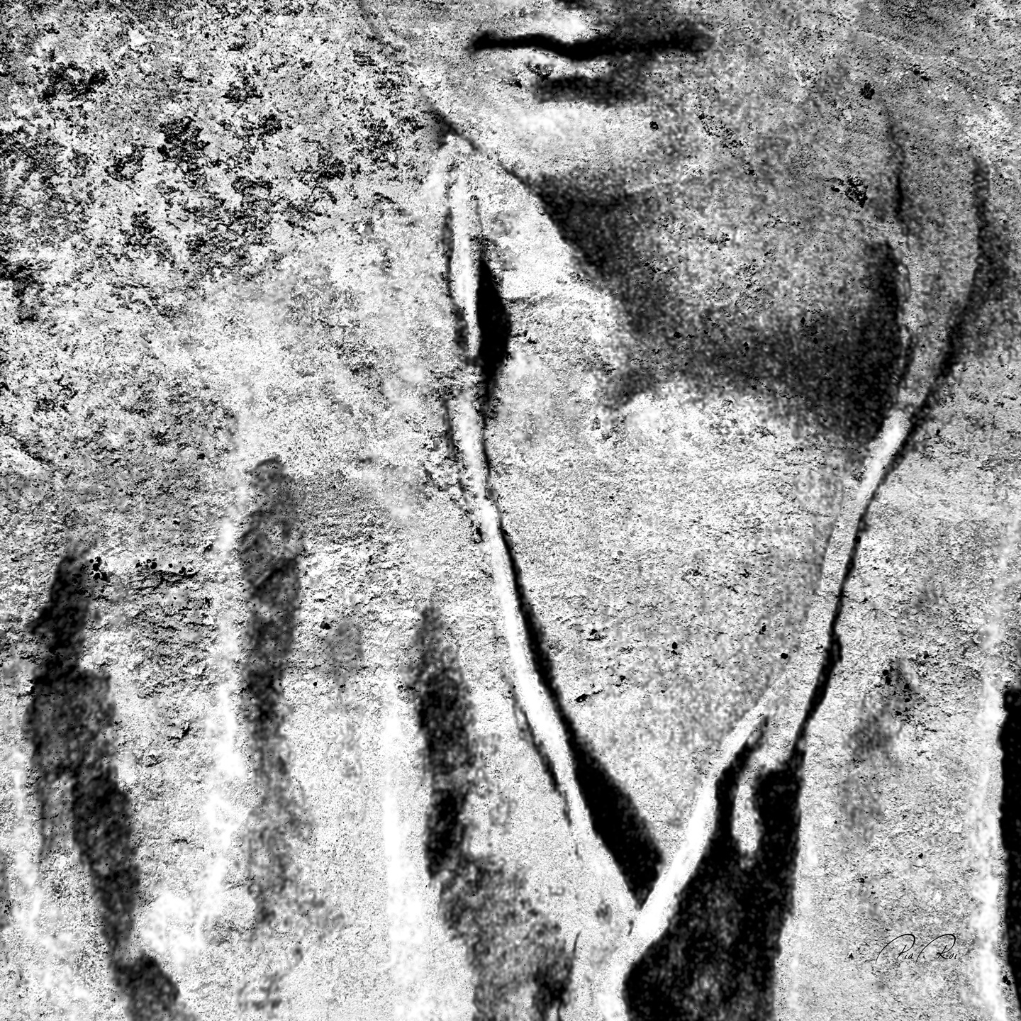 Nobody Is Made Of Stone Af Pia Roi