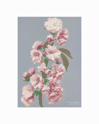 Ogawa Kazumasa  Cherry Blossom