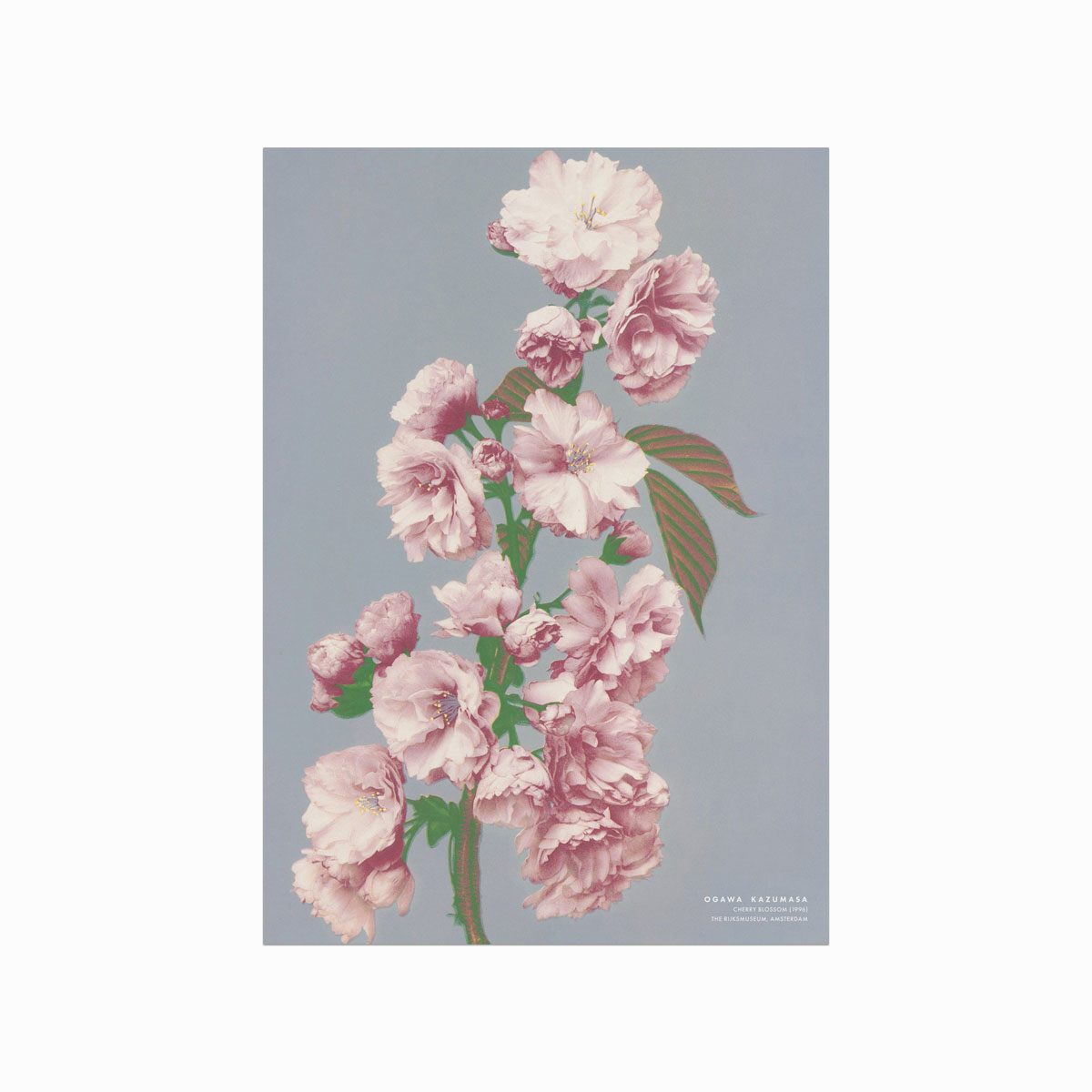 Ogawa Kazumasa  Cherry Blossom