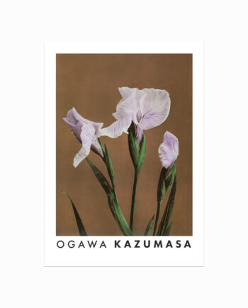 Ogawa Kazumasa  Iris
