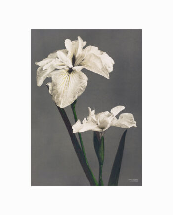 Ogawa Kazumasa  Iris Kæmpferi