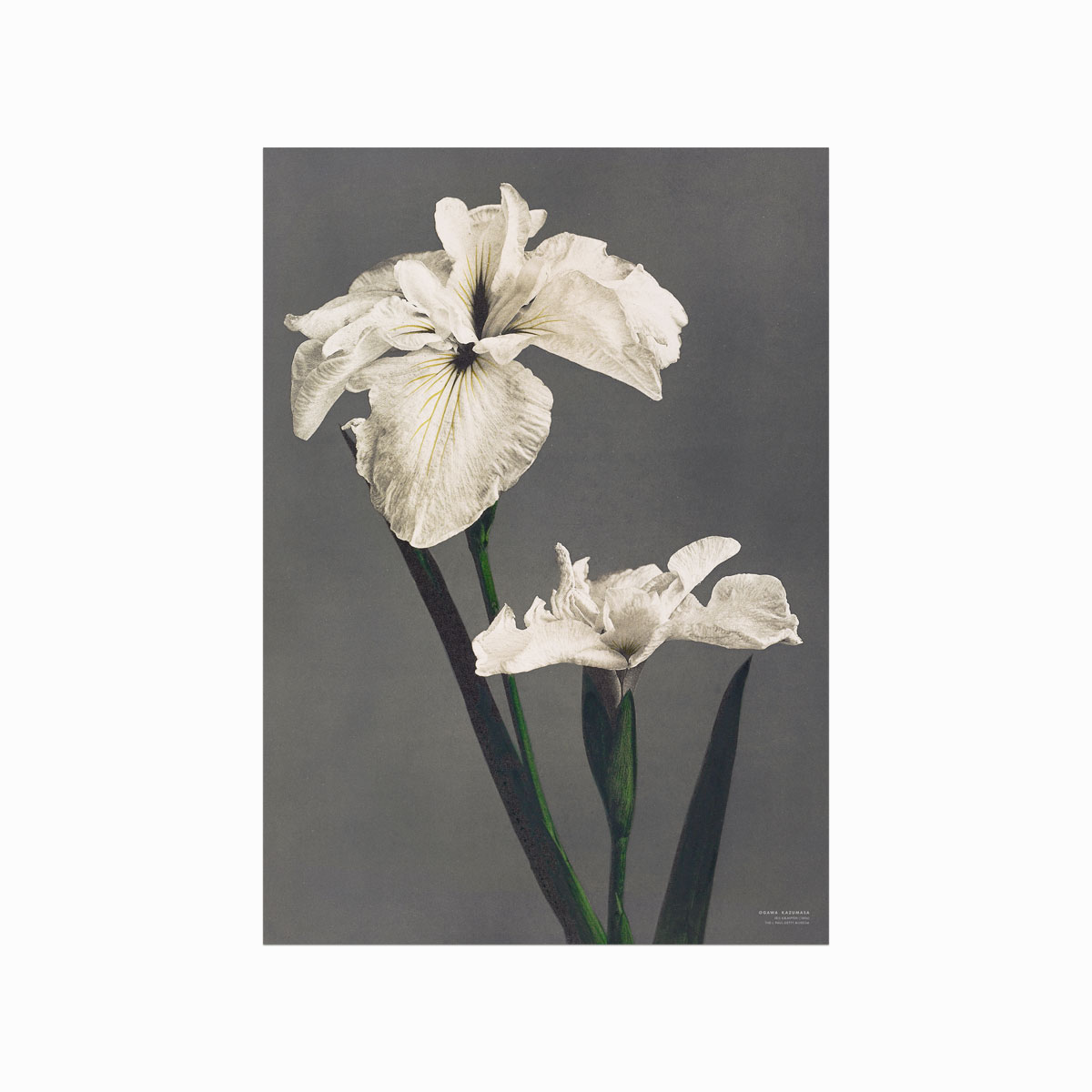 Ogawa Kazumasa  Iris Kæmpferi
