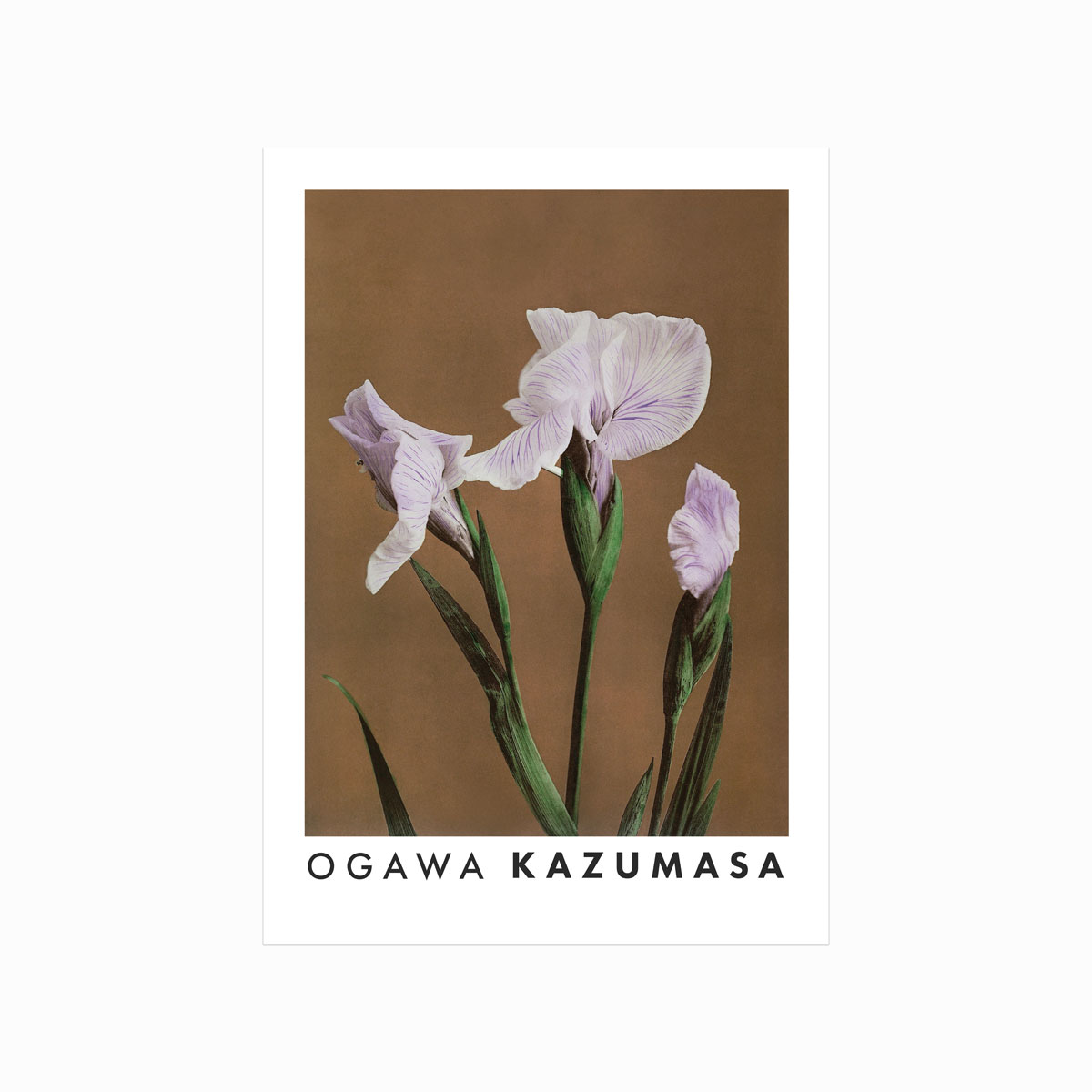 Ogawa Kazumasa  Iris