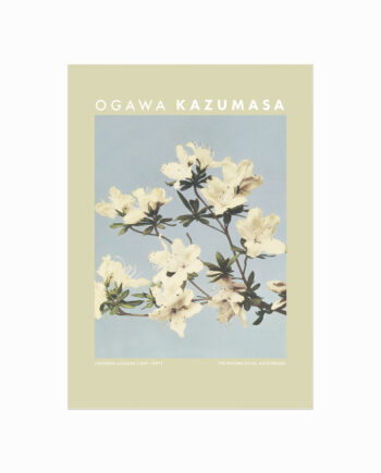 Ogawa Kazumasa  Japanese Azaleas