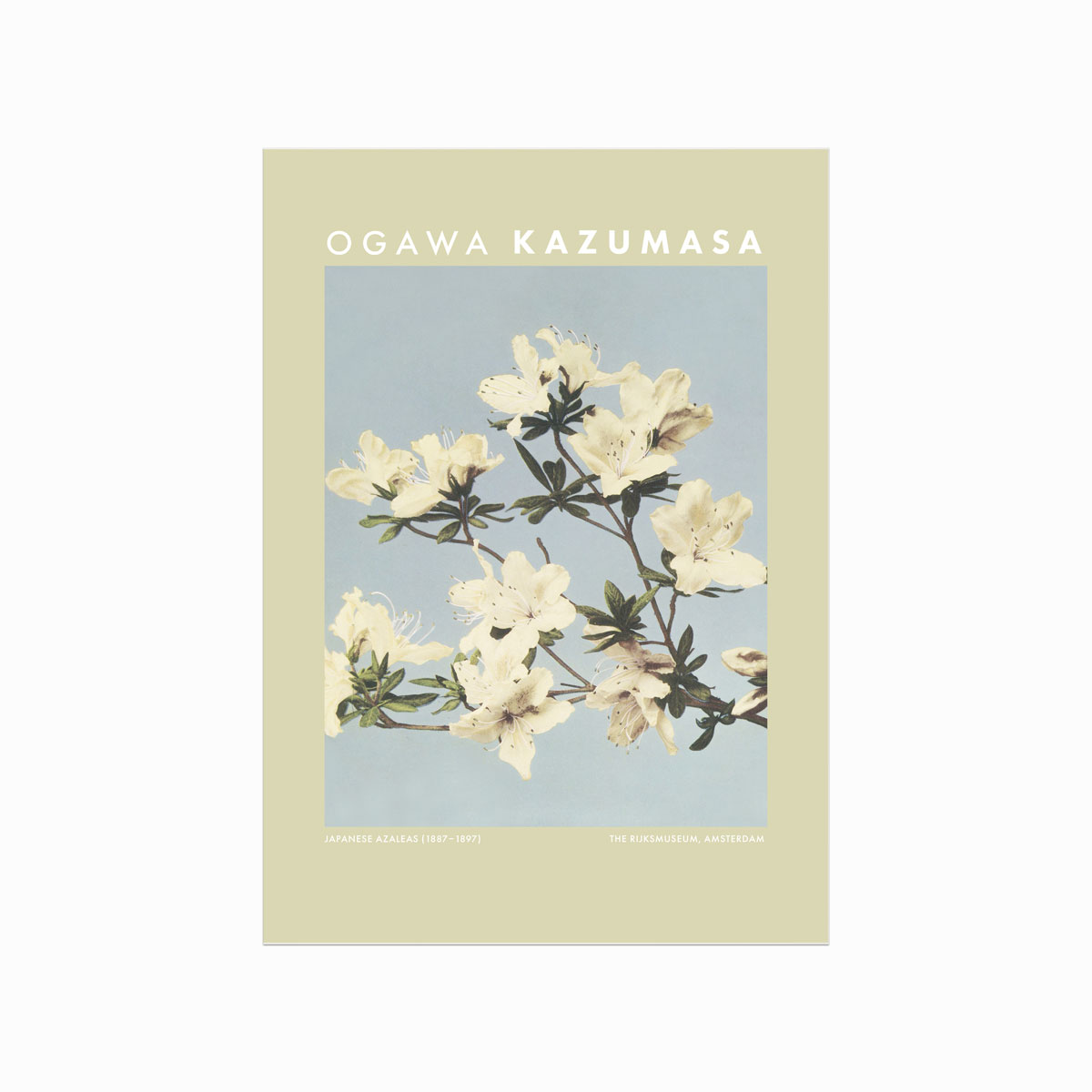 Ogawa Kazumasa  Japanese Azaleas