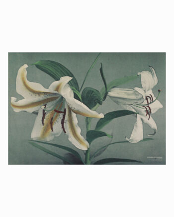 Ogawa Kazumasa  Lily