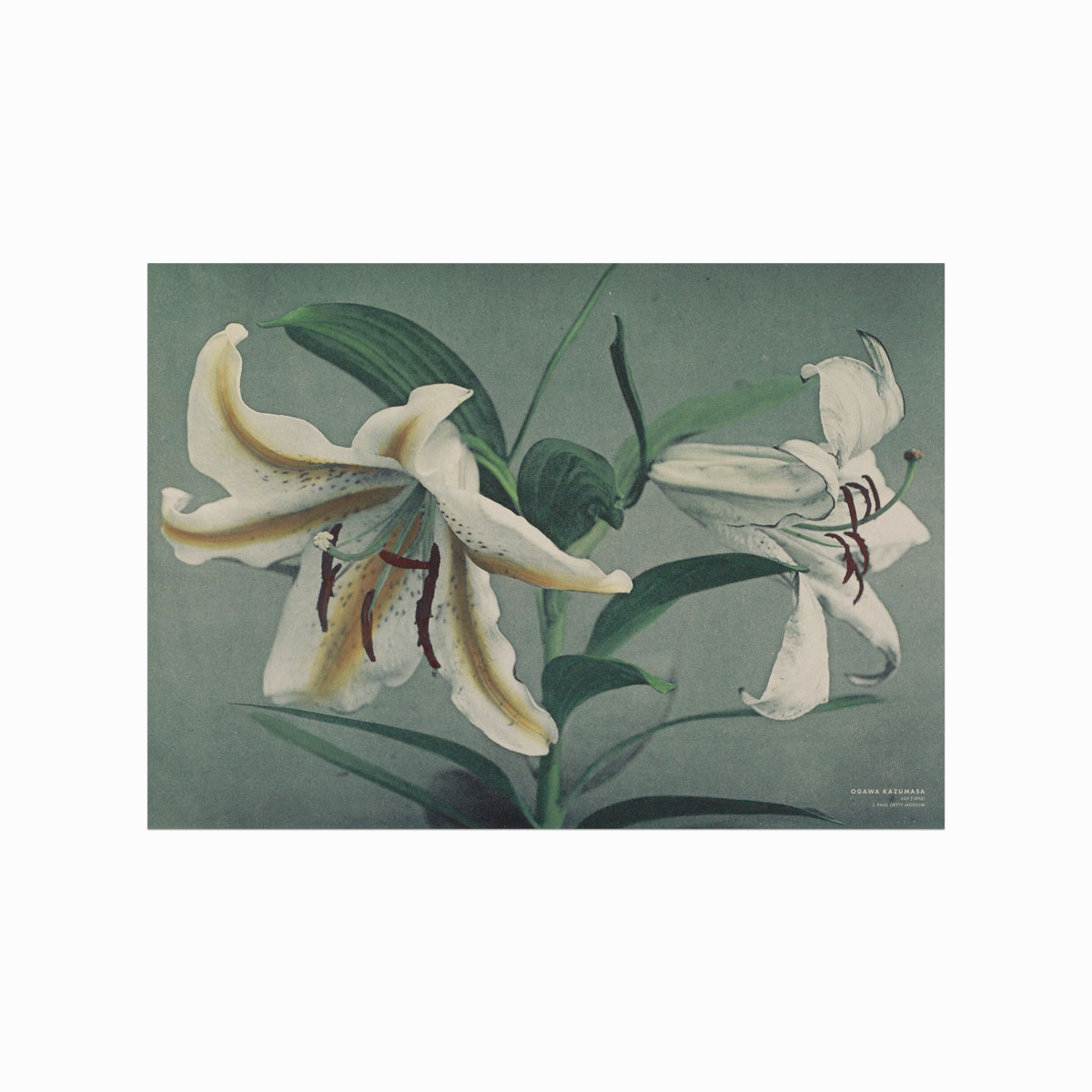 Ogawa Kazumasa  Lily