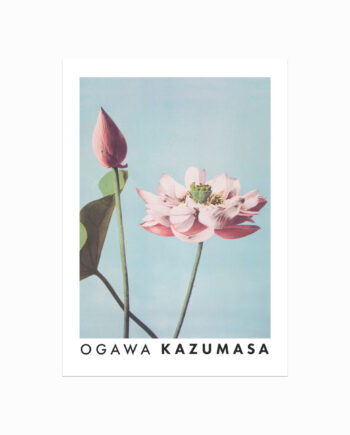 Ogawa Kazumasa  Lotus Flowers