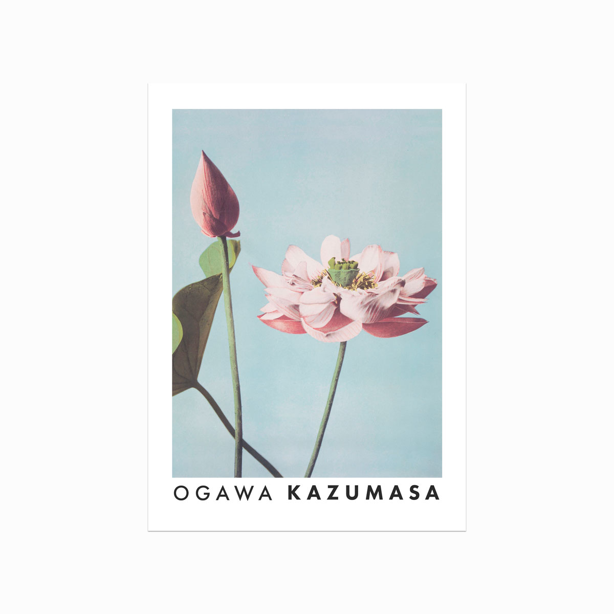 Ogawa Kazumasa  Lotus Flowers