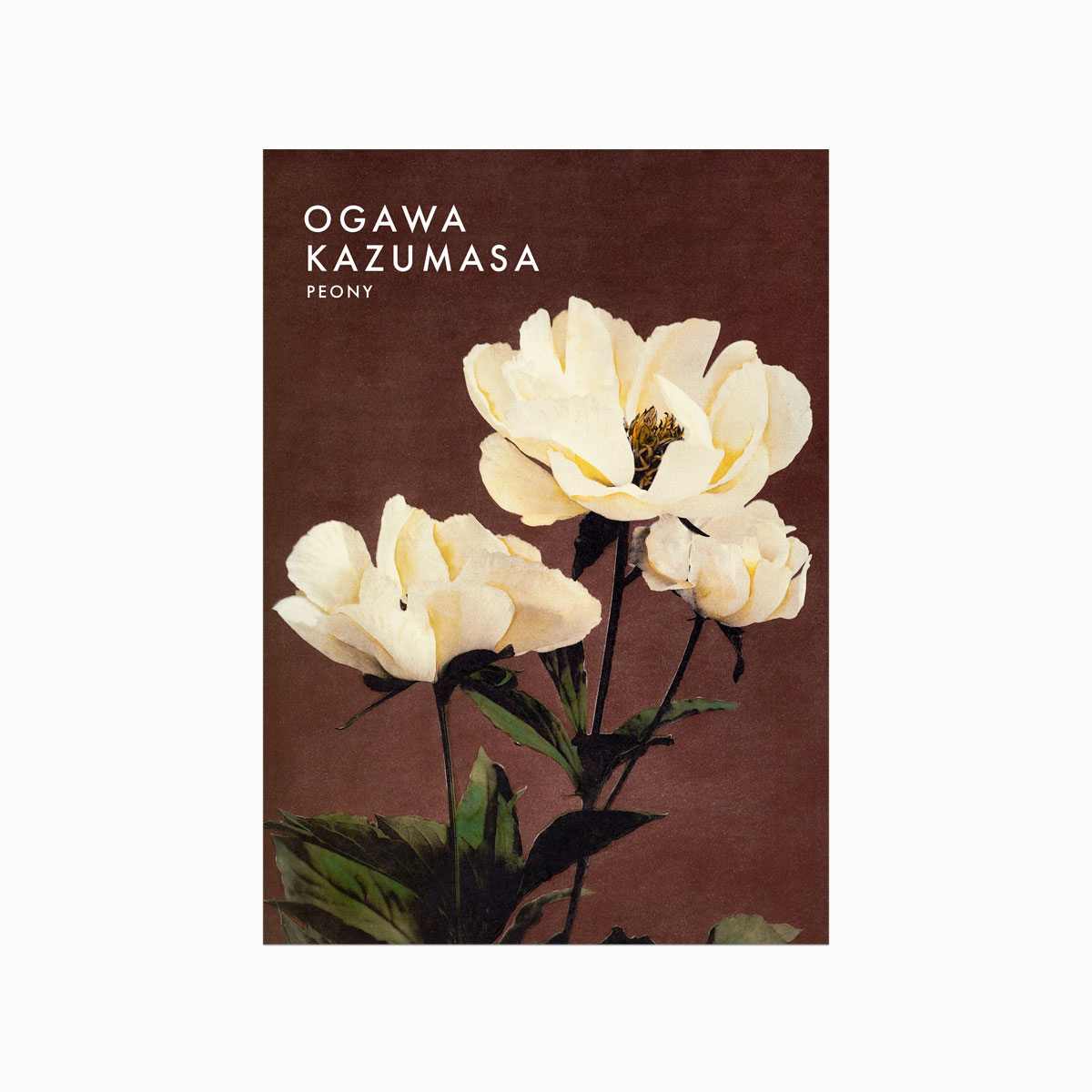 Ogawa Kazumasa  Peony