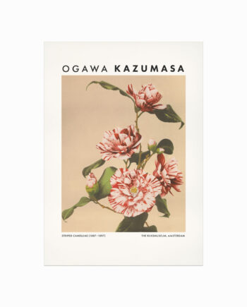 Ogawa Kazumasa  Striped Camellias