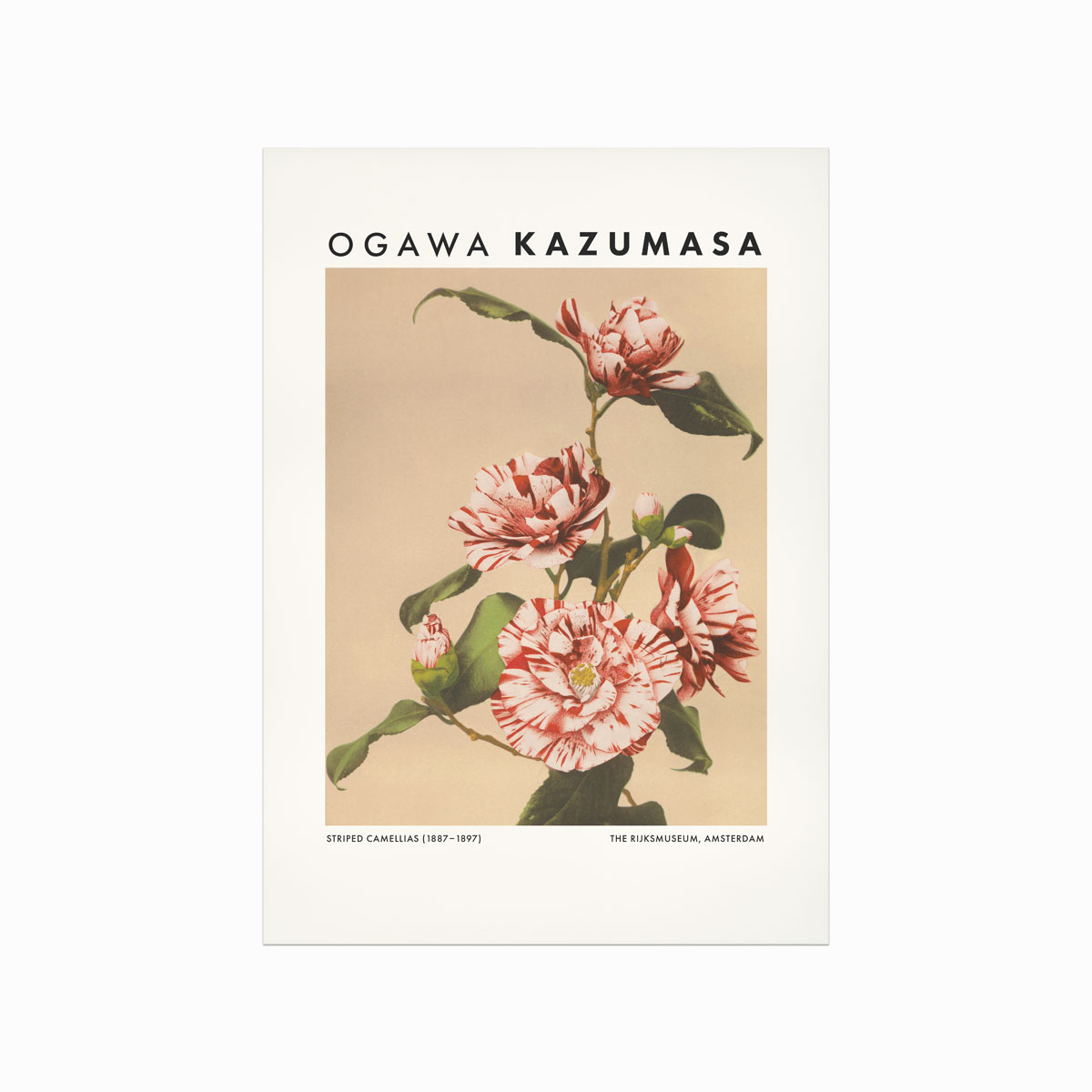 Ogawa Kazumasa  Striped Camellias