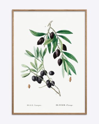 Olive Branch