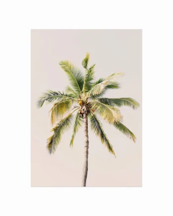 Palm
