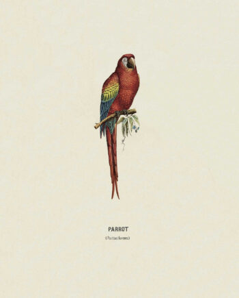 Parrot Af Vintage Vista Designs