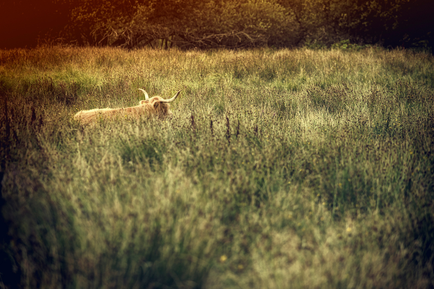 Pasture Af Gustavo Orensztajn