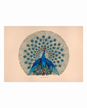 Pavo Cristatus