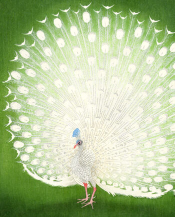 Peacock Af Plakatwerket