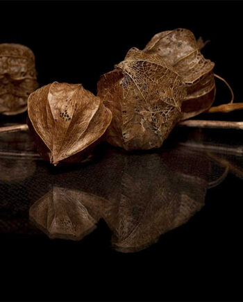 Physalis   Af Cato Johan Rød Photography