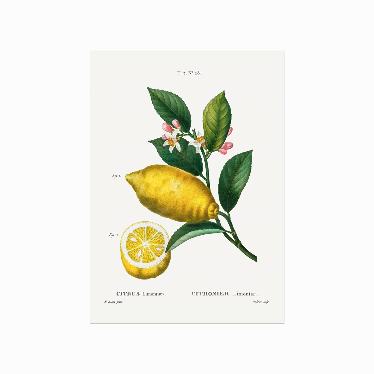 Pierre Joseph Redouté  Citrus No  28