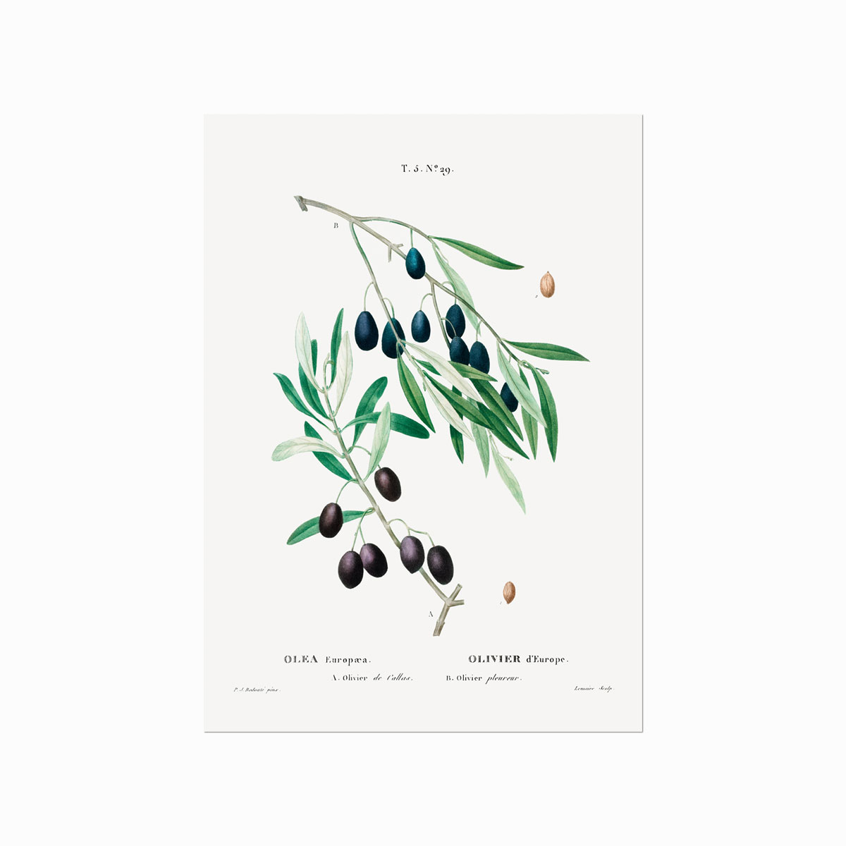 Pierre Joseph Redouté  Olive No  29