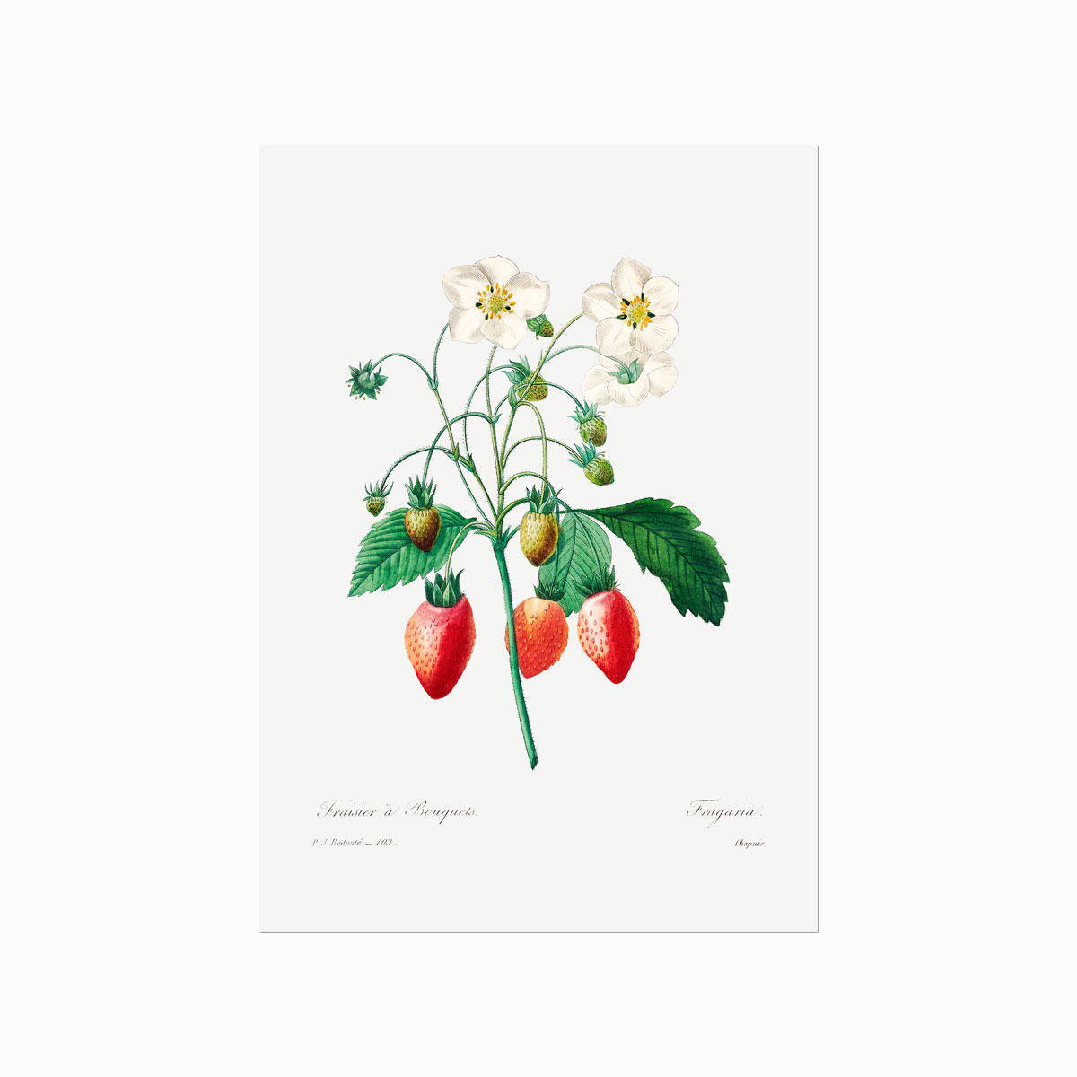 Pierre Joseph Redouté  Strawberry