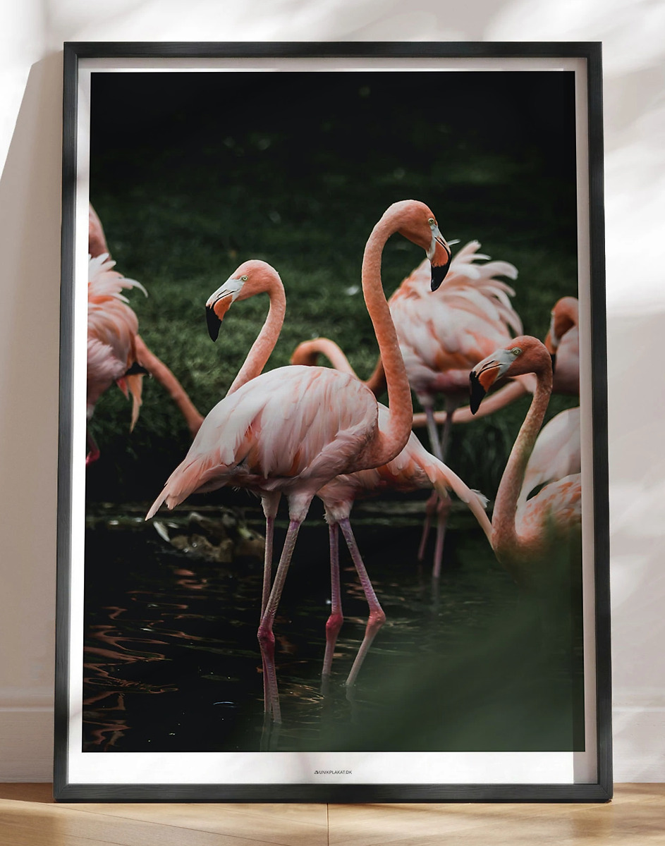 Plakat Med Flamingoer Fotoplakat